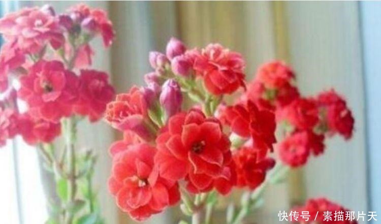 4种花爱开花，一开就是300多天，花姿妖娆，四季繁花似锦，美