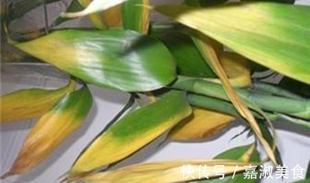 富贵竹放水里养,几点不注意,黄叶干尖还烂根