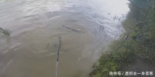 浑水中钓到鱼,看到鱼时很激动,可鱼太大了,抓上来也很难