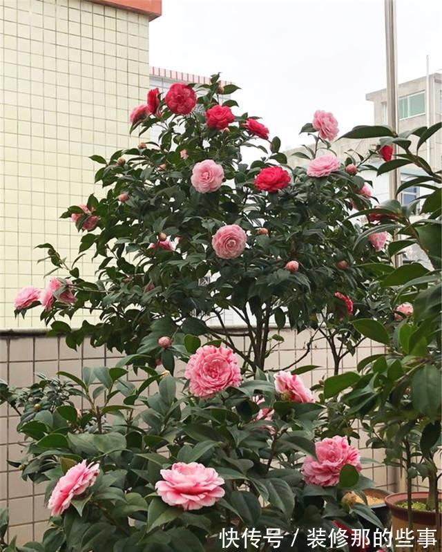 茶花|6种“娇气花”,天热谨慎买,回家就掉花苞,养不活太后悔