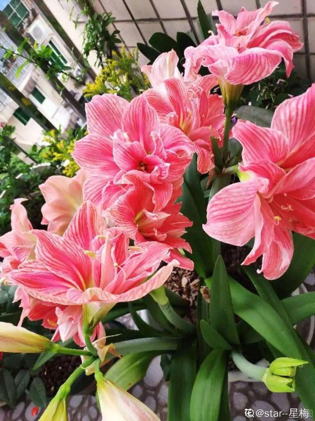 大门口种的花，开花好看，回忆满满