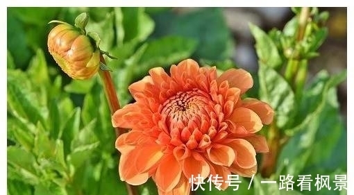 一段感情|5天后，梦回往昔，照亮孤单，桃花爆红，回首往事，拥抱未来