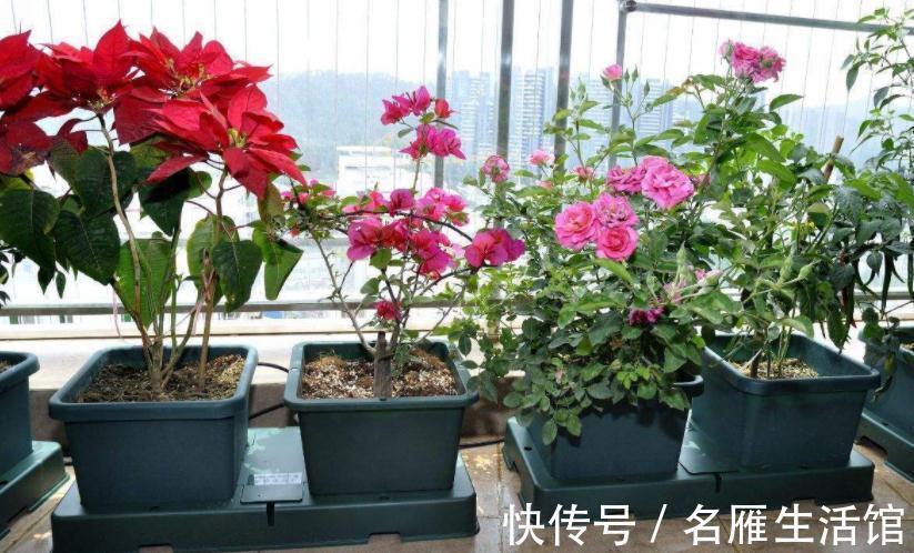 水溶肥|养花常用这3种肥，掌握住正确用法，养啥旺啥，枝叶茂开花勤