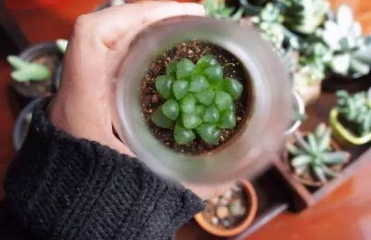 拿它一捂，长寿蟹爪兰嗖嗖冒花苞，多肉呼呼胖三圈