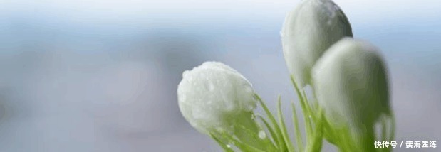 秘诀|茉莉花开半年的秘诀在这里, 老阿姨告诉我们就是这么简单!