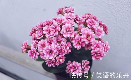 养长寿花,掌握住这5点要求,植株花开满枝,不再限于冬日