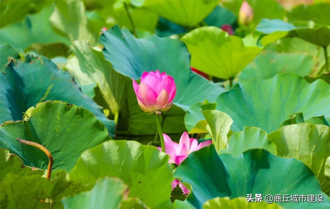 荷花池|商丘这里藏着一大片荷花田