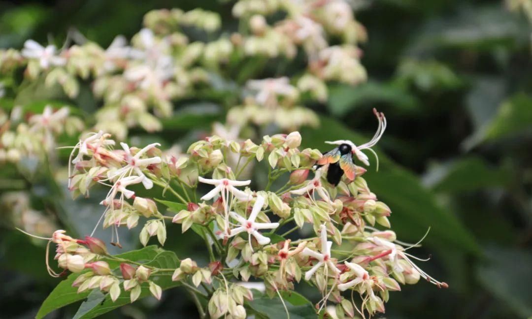 草科 verbenaceae大青属 clerodendrum落叶灌木或小乔木,别名臭梧桐