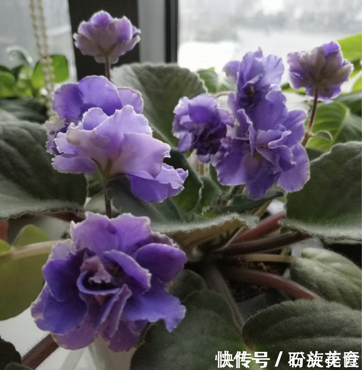 花卉|寓意“紫气东来”的5种花，养在家里“年年”都能开，太赞了