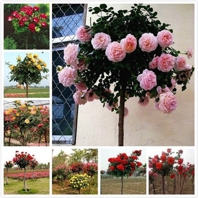 扇面型|建议家里不管多大,5种花卉盆栽必须有,不怕冻,满屋子飘香