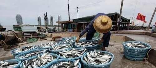 带鱼|爱吃鱼, 认准这4种买, 目前无法人工养殖, 营养高味道鲜, 还便宜