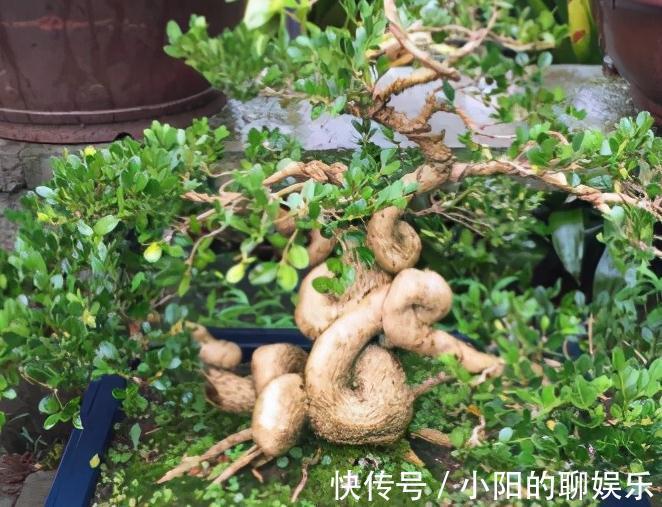 4种花很独特，容易打造老桩盆景，被当成传家宝，喜欢吗