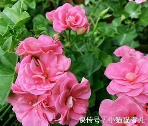 此花开花漂亮,花期长又勤花,连叶子都是清香的,值得拥有