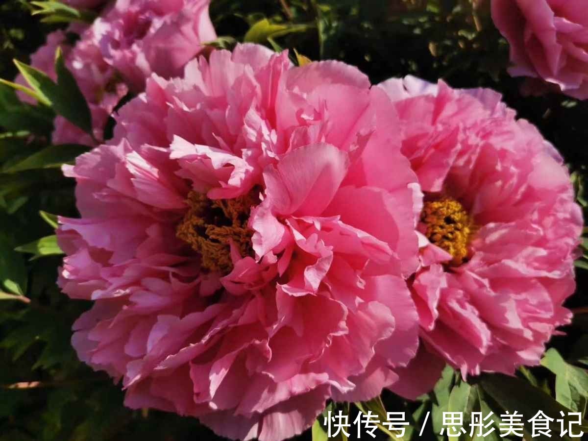 富贵花|8种“富贵花”自带好运，花大优美，能养几十年，能值很多钱