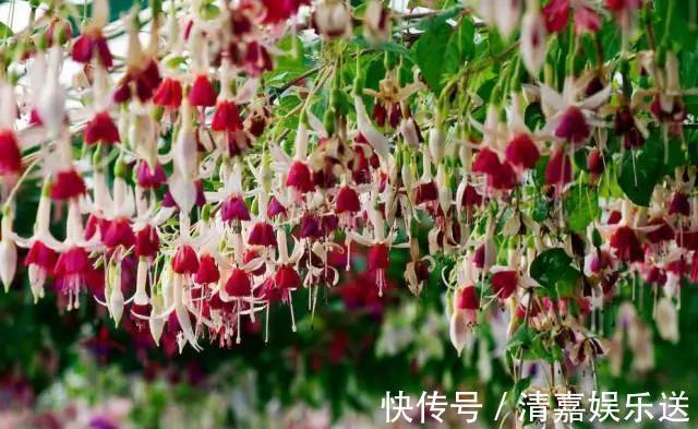 泡水|3种枝条泡水里,10天长根,一次开花100朵,水培成活率更高!