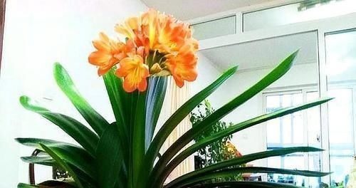 一种“万能土”,养花的人抢着挖,养兰花、君子兰杠杠滴