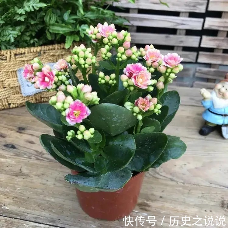 长寿花有点“怪”，施点“餐桌料”，叶绿花又美，特别漂亮