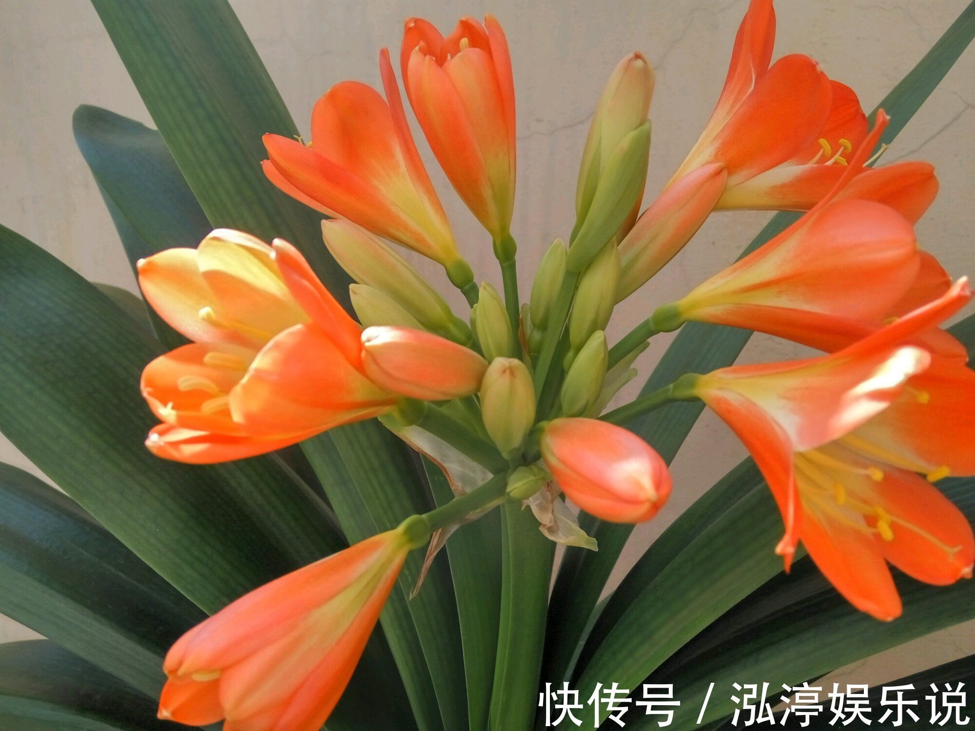 红艳艳|谁说君子兰在夏季休眠不开花只需一招,照样开花爆盆红艳艳