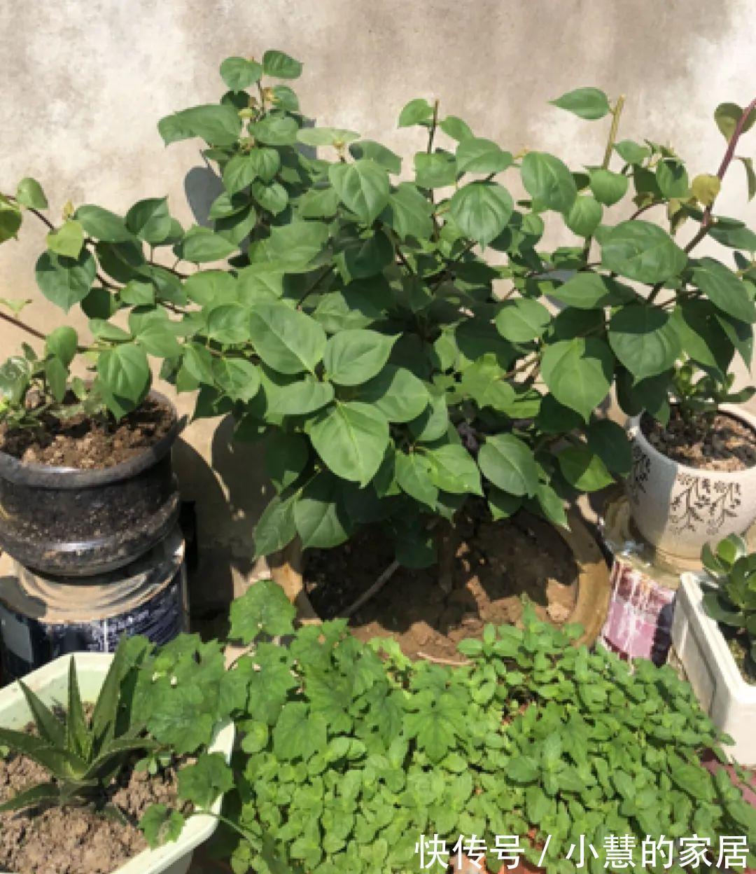 这花再不开，断水7天，杆子长满小花苞