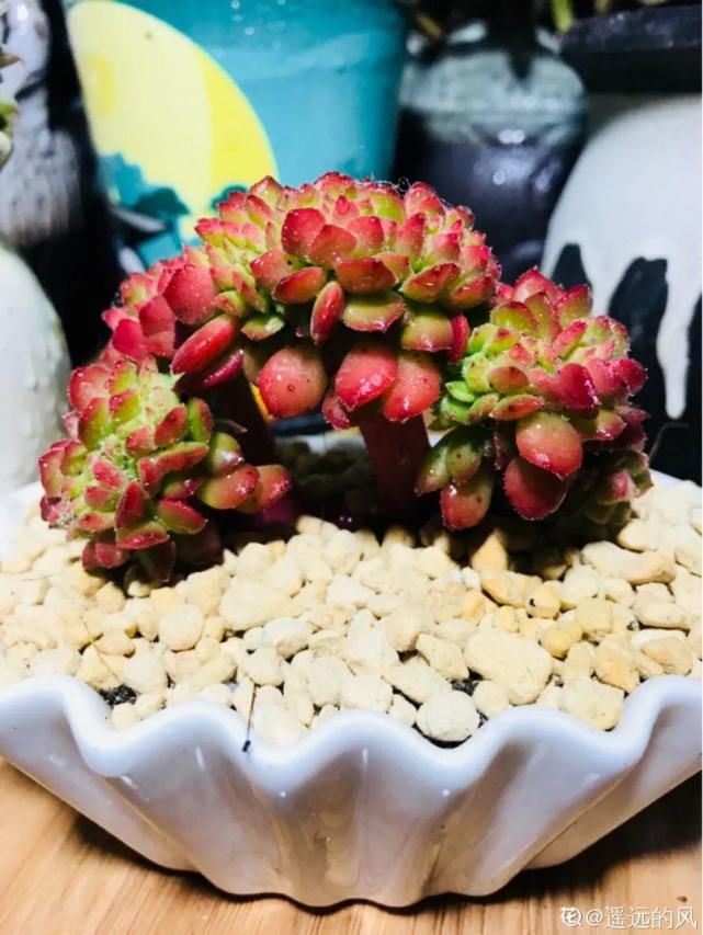 一入肉坑深似海，越养越上瘾