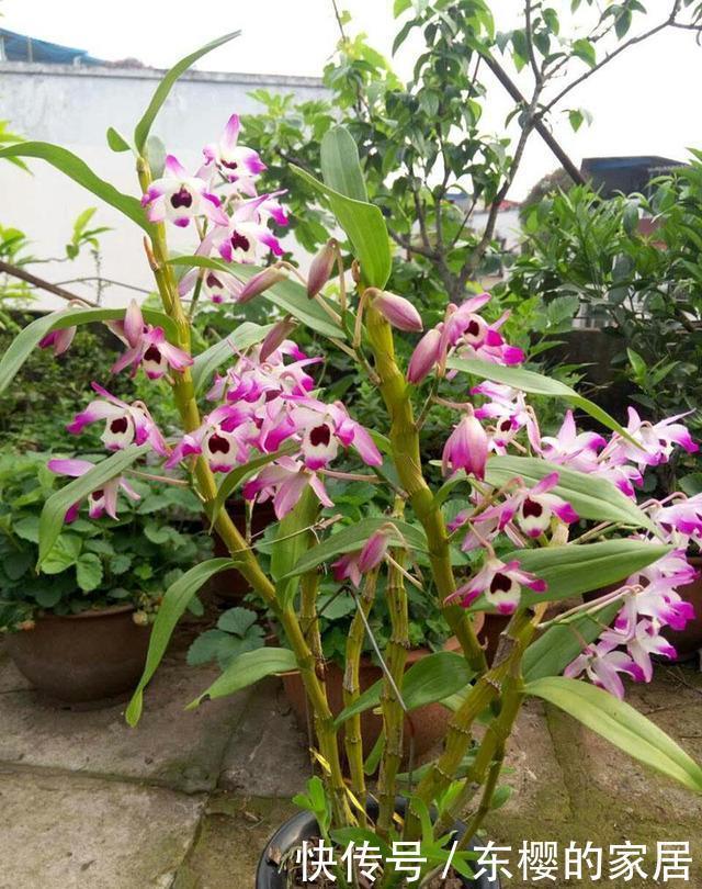 石斛长得这么茂盛,多亏我的养护方法好