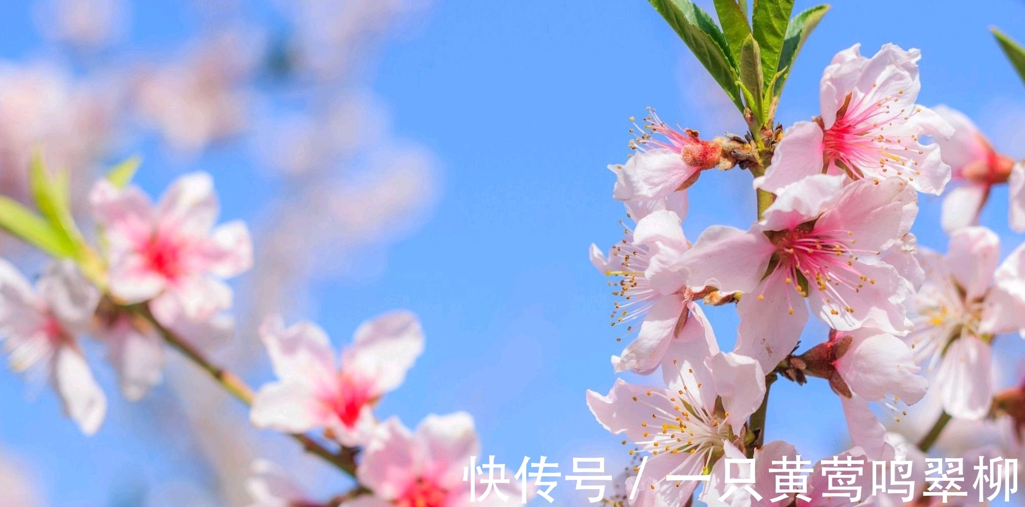 七律&白居易的一首七律,借景言情,不同俗流,抒发了对人才的珍爱之情