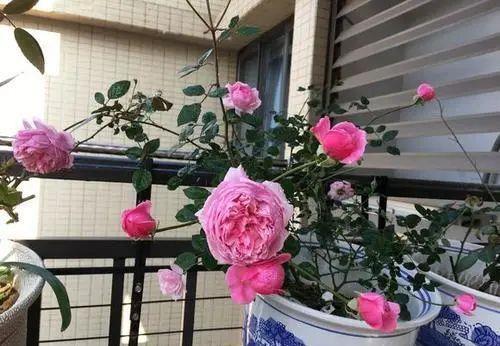 老手|5月逛花市,这些花千万别买,老手都避开,新手抢着买