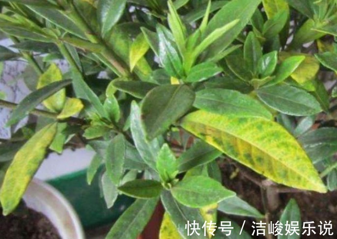 植物|植物黄叶原因有“五点”,只要做得对,立马变油绿