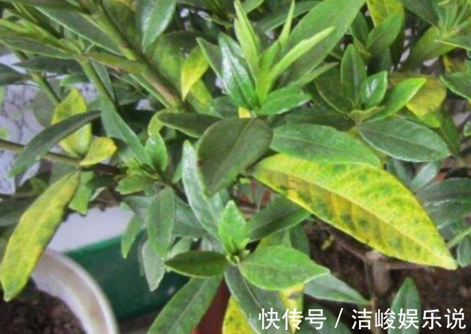 植物|植物黄叶原因有“五点”，只要做得对，立马变油绿