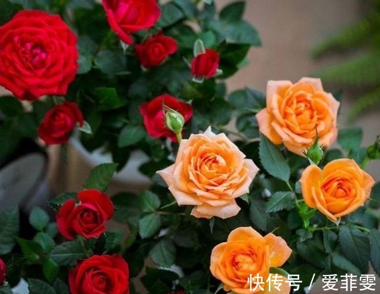 家里阳台养此款花,新手也能养爆盆,全年开花不断,花开美观大气