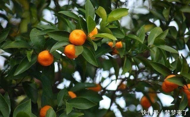 好运|家里万万要养这几种植物，能给家里添财运招好运，难怪会住富裕