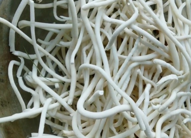 长在路边的植物,茎里藏着“白粉条”,剥出来一斤能卖五六十块钱