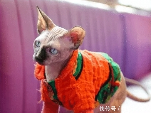 无毛猫的皮肤为什么出油