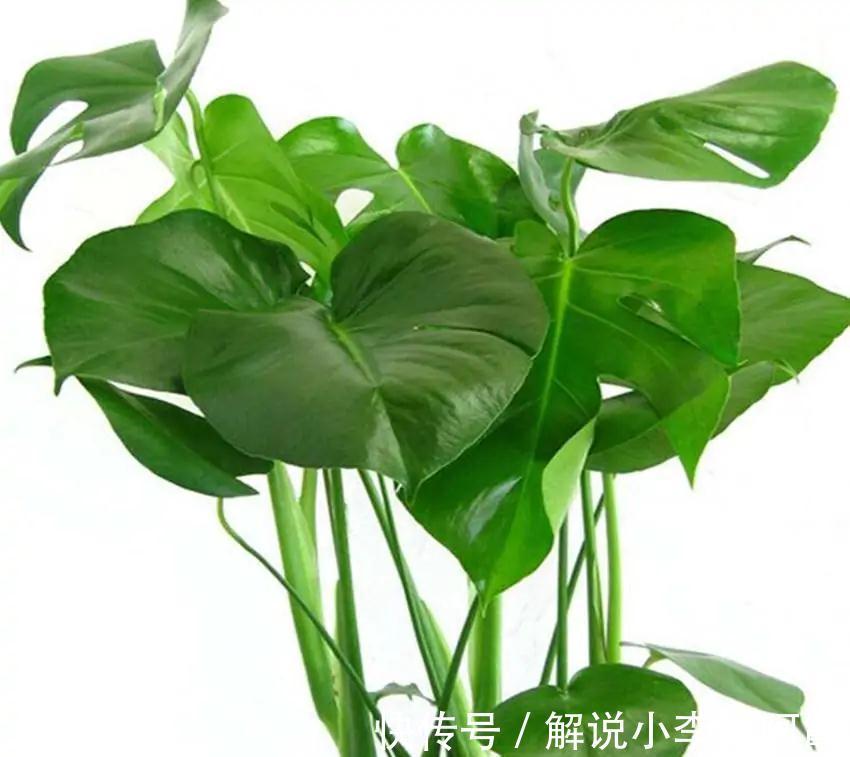 我来告诉你十大好养又有益于身体健康盆栽,室内养花的绝佳选择