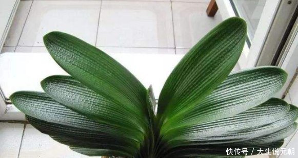 施肥|养花“高手”教你“3招”，让君子兰叶片侧看一条线，正看大扇面