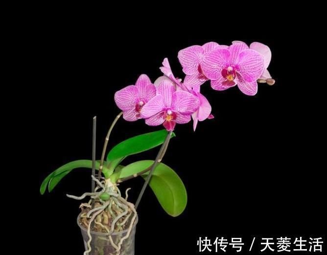 烂根|蝴蝶兰上盆时,水苔压紧好还是不压紧好?灵活应对,根粗苗壮