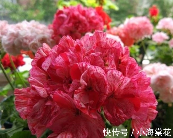 种花人|养花试试这几款,花开繁盛花香怡人,层层交叠,烂漫迷人眼