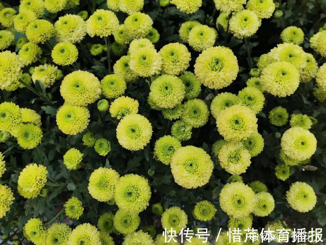 9个开花劳模,施肥不能停,不然越养越差劲
