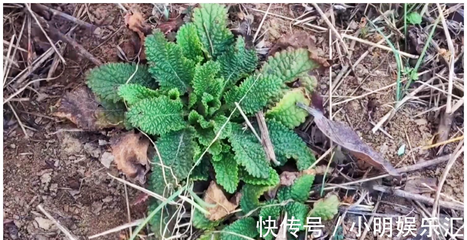 采摘|长在路边的20种杂草可以当作野菜食用,你认识几种?