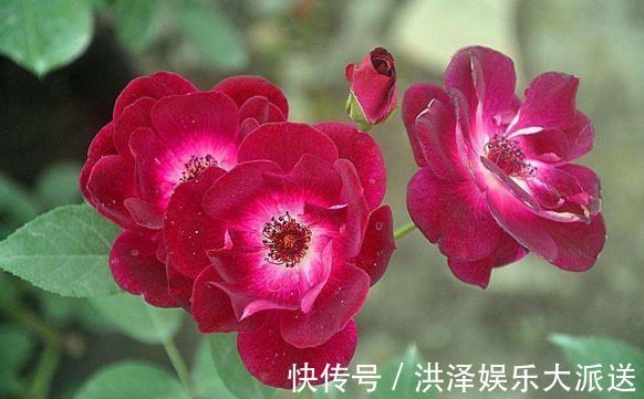 盆栽|喜欢养菊不如养盆“葡萄冰山”,株型饱满,花大色艳,适合盆栽养