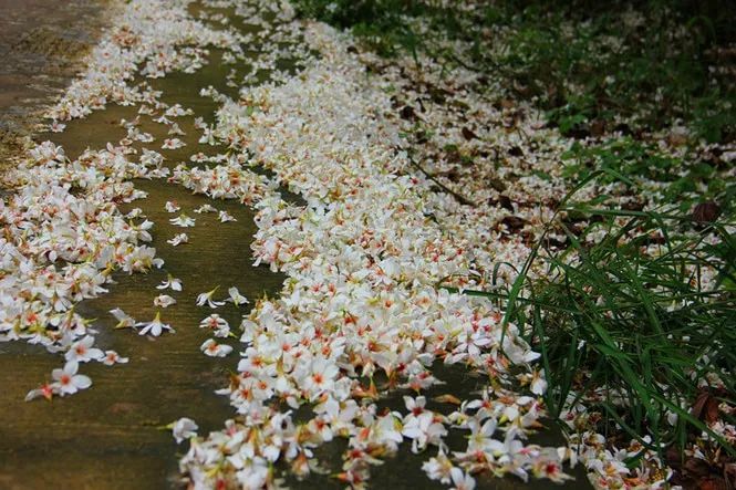 桐花又开！邀你来楠溪江，共赴一场“五月雪”之约 ！