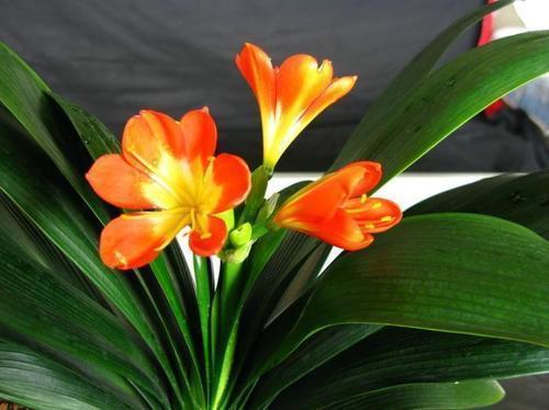 君子兰|君子兰开花少给它喝点神仙水,叶子坚挺肥绿,开花100朵!