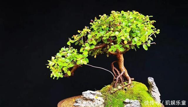 “盆景”如何修剪不同树种,不同时期我们都要做什么