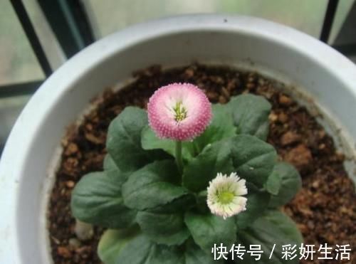 新鲜柚子皮，到了冬天，可是养花的“大宝贝”！