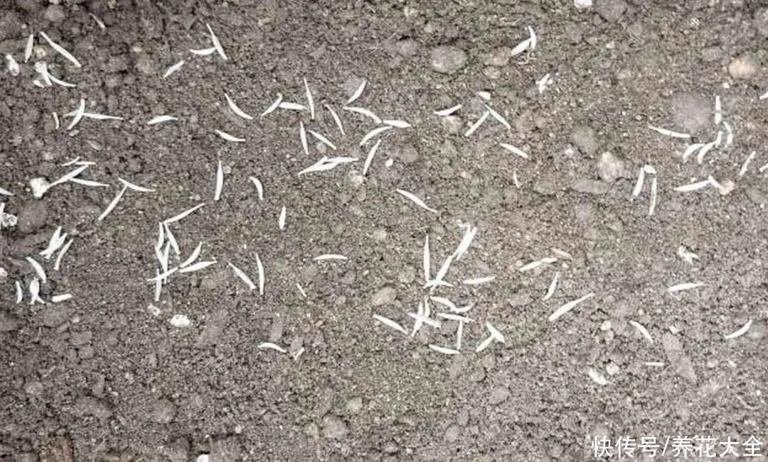 橡皮树|养花就怕乱浇水,越浇死得越快,赶紧住手