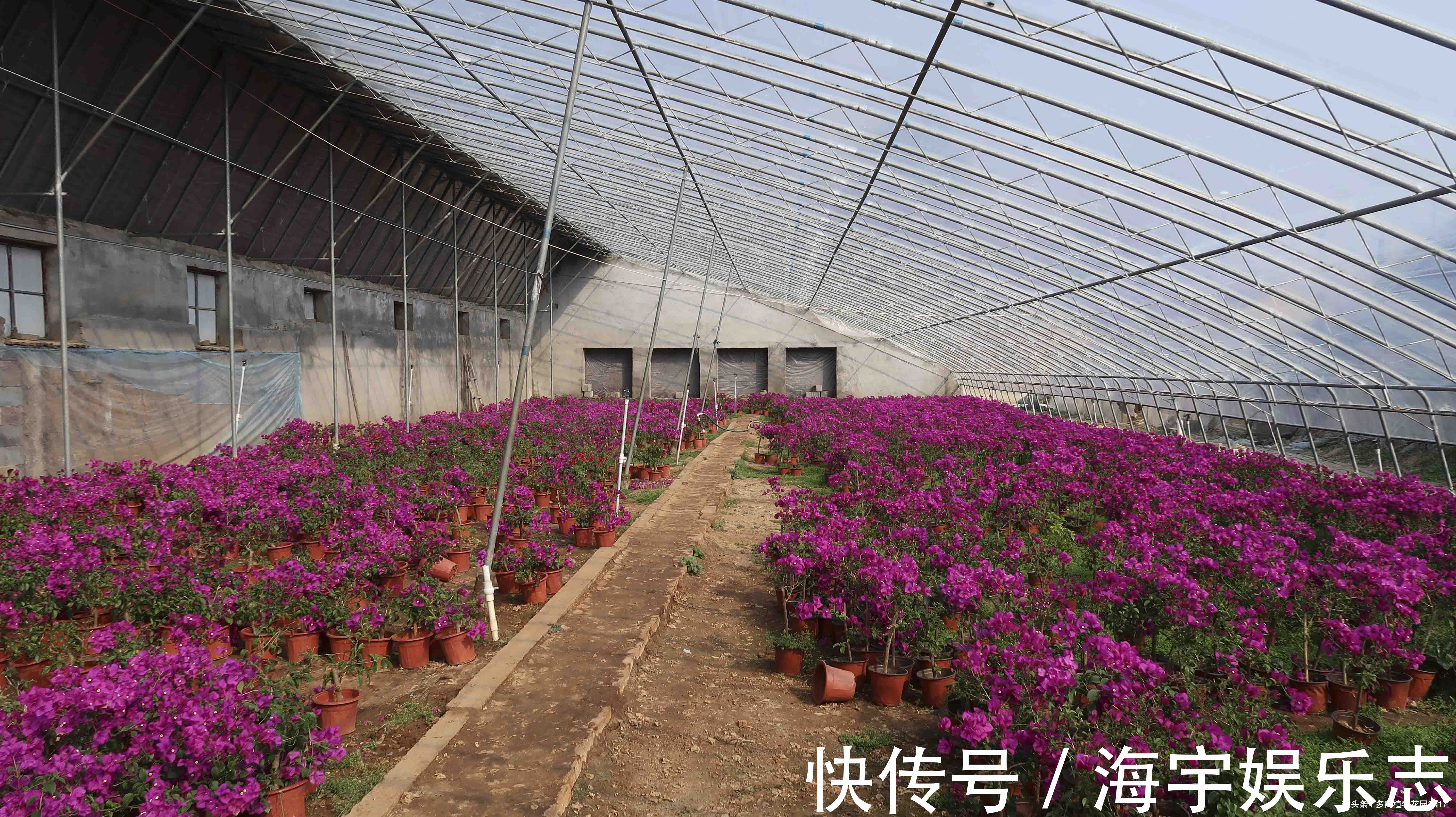 花都|三角梅正是开花的时候,花农大爷却把花都剪掉了