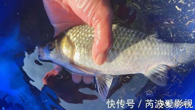 锅底型|一到中午就停口该怎么办?频繁补窝是下策,教你一招打开鱼口