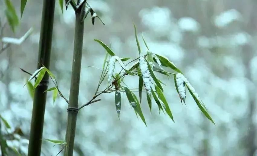 浪漫|煮雪烹茶，听雪敲竹……古人的冬天也浪漫？