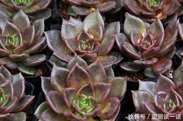 普货多肉|不只大普货容易繁殖，有些知名度不高的美肉，繁殖成功率也很高