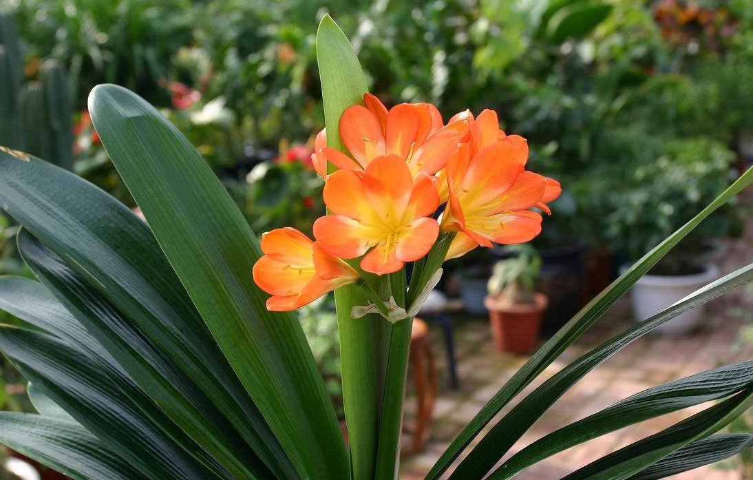 王大爷养君子兰,1年只用2种肥料,叶子翠绿开花多